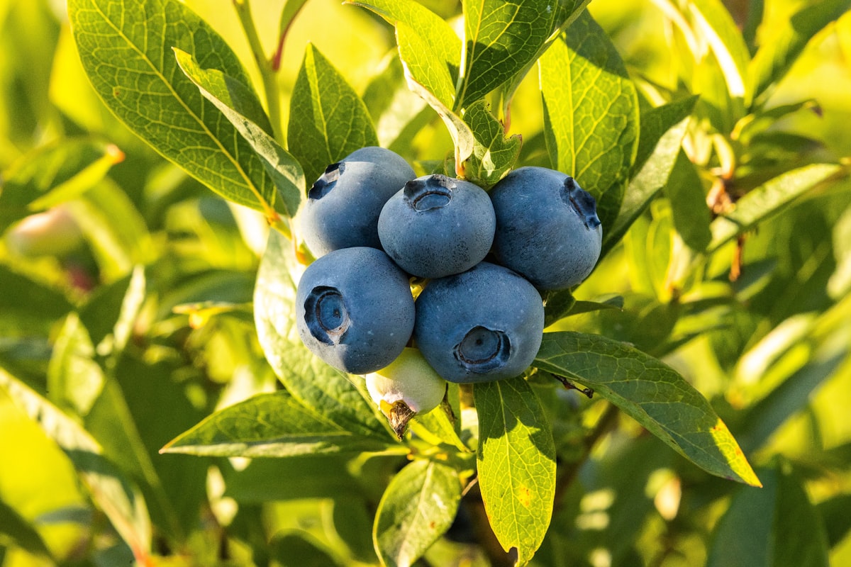 Carote ricche di vitamina A
